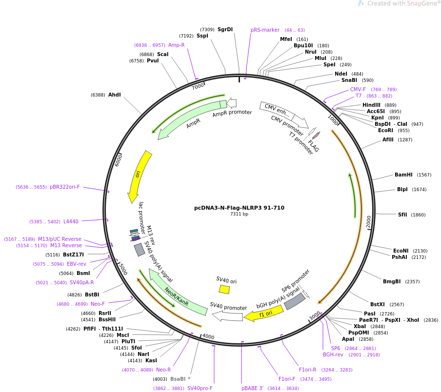 pcDNA3-N-Flag-NLRP3